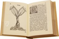 Tractado de las Drogas, y Medicinas de las Indias Orientales… – Vicent Garcia Editores – E/268 – Biblioteca Historicomèdica de la Universitat de València (Valencia, Spain) Tractado de las Drogas, y Medicinas de las Indias Orientales… – Vicent Garcia Editores – E/268 – Biblioteca Historicomèdica de la Universitat de València (Valencia, Spain)