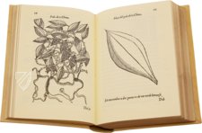 Tractado de las Drogas, y Medicinas de las Indias Orientales… – Vicent Garcia Editores – E/268 – Biblioteca Historicomèdica de la Universitat de València (Valencia, Spain) Tractado de las Drogas, y Medicinas de las Indias Orientales… – Vicent Garcia Editores – E/268 – Biblioteca Historicomèdica de la Universitat de València (Valencia, Spain)