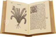 Tractado de las Drogas, y Medicinas de las Indias Orientales… – Vicent Garcia Editores – E/268 – Biblioteca Historicomèdica de la Universitat de València (Valencia, Spain) Tractado de las Drogas, y Medicinas de las Indias Orientales… – Vicent Garcia Editores – E/268 – Biblioteca Historicomèdica de la Universitat de València (Valencia, Spain)