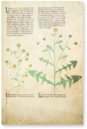 Tractatus de Herbis - Egerton 747 – British Library – Egerton 747 – British Library (London, United Kingdom)