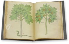 Tractatus de Herbis -  Sloane 4016 – M. Moleiro Editor – Sloane MS 4016 – British Library (London, United Kingdom)