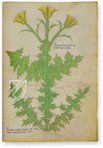 Tractatus de Herbis -  Sloane 4016 – M. Moleiro Editor – Sloane MS 4016 – British Library (London, United Kingdom)