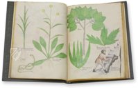 Tractatus de Herbis -  Sloane 4016 – Sloane Ms. 4016 – British Library (London, United Kingdom) Facsimile Edition