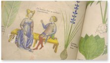 Tractatus de Herbis -  Sloane 4016 – Sloane Ms. 4016 – British Library (London, United Kingdom) Facsimile Edition