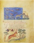 Treatise on Hunting and Fishing – Patrimonio Ediciones – Cod. Gr. Z. 479 (=881) – Biblioteca Nazionale Marciana (Venice, Italy)