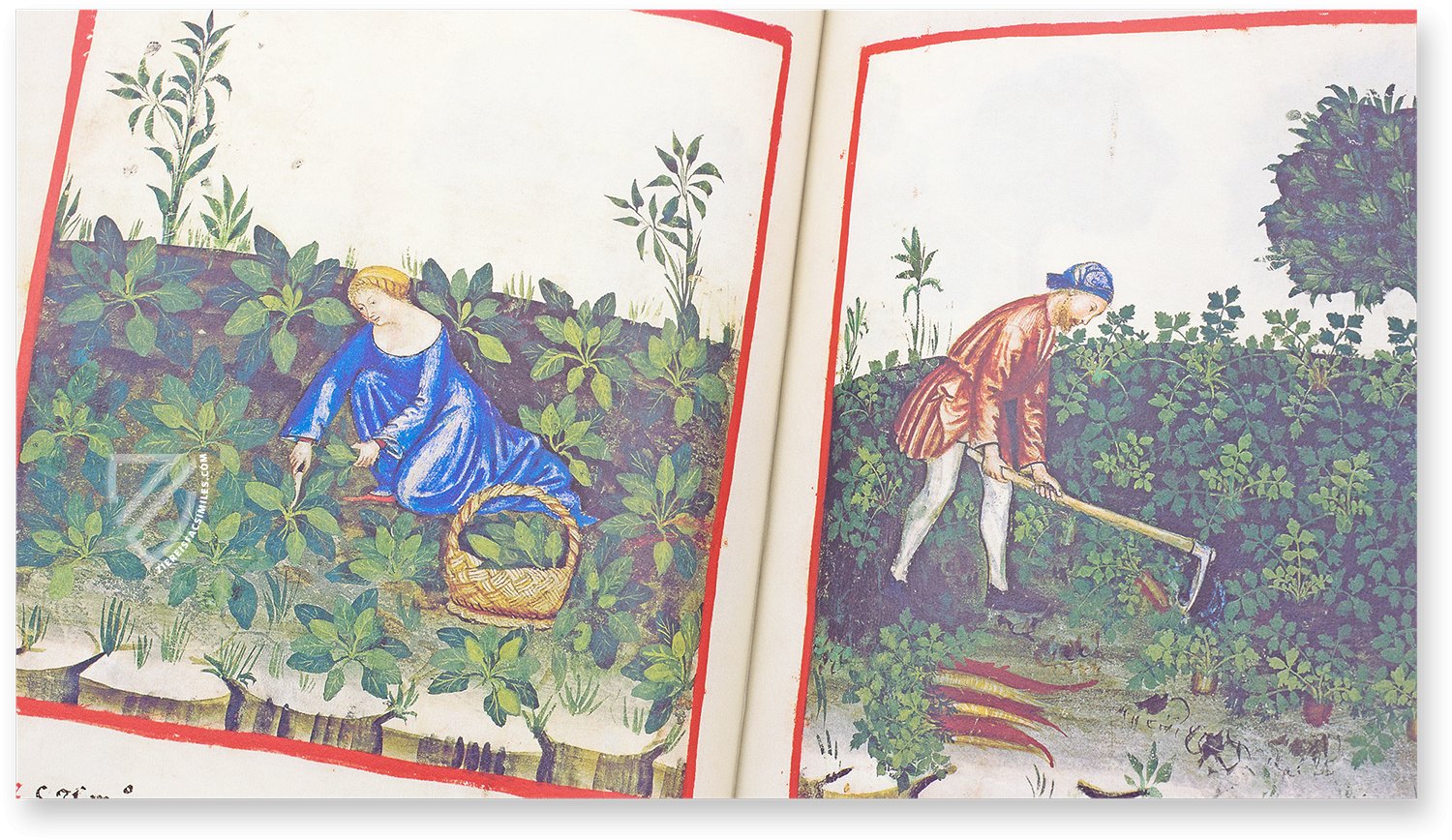 Vegetable amaranth (blete) and parsnips (pastinace) in the Theatrum Sanitatis Vegetable amaranth (blete) and parsnips (pastinace) in the Theatrum Sanitatis