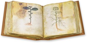 Vienna Dioscorides – Edilan – Cod. Vindob. Med. gr. 1 – Österreichische Nationalbibliothek (Vienna, Austria)