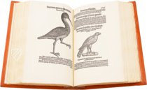 Vogelbuch. Faksimile nach der Ausgabe bei Froschauer, Zürich 1557. (Luxury Edition)
