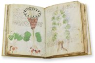 Voynich Manuscript – Siloé, arte y bibliofilia – MS 408 – Beinecke Rare Book and Manuscript Library (New Haven, USA)