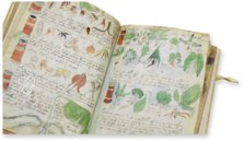 Voynich Manuscript – Siloé, arte y bibliofilia – MS 408 – Beinecke Rare Book and Manuscript Library (New Haven, USA)