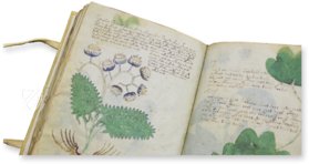 Voynich Manuscript – Siloé, arte y bibliofilia – MS 408 – Beinecke Rare Book and Manuscript Library (New Haven, USA)