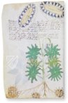 Voynich Manuscript – Siloé, arte y bibliofilia – MS 408 – Beinecke Rare Book and Manuscript Library (New Haven, USA)