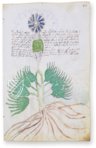 Voynich Manuscript – Siloé, arte y bibliofilia – MS 408 – Beinecke Rare Book and Manuscript Library (New Haven, USA)