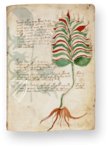 Voynich Manuscript – Siloé, arte y bibliofilia – MS 408 – Beinecke Rare Book and Manuscript Library (New Haven, USA)