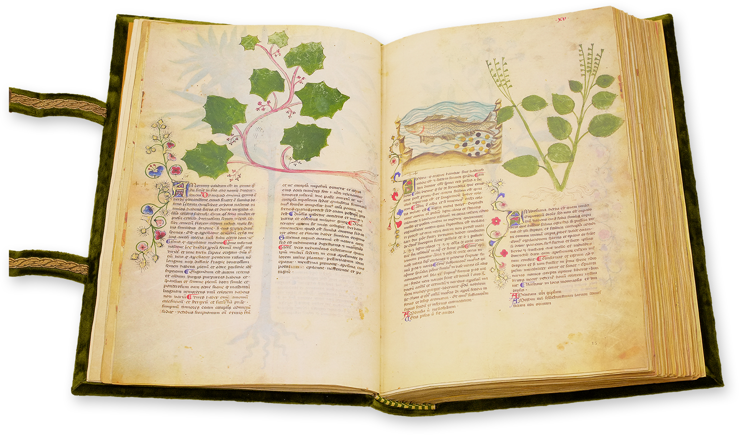 Historia Plantarum Historia Plantarum