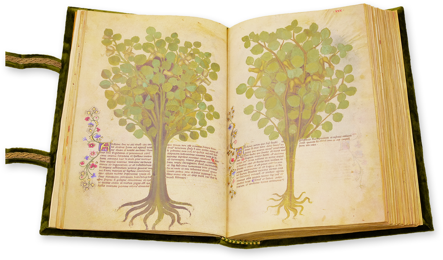 Historia Plantarum Historia Plantarum