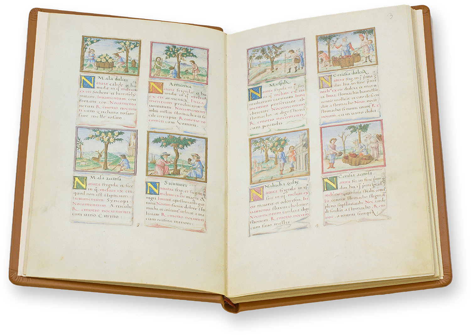 Tree fruits in the Tacuinum Sanitatis - Codex Vienna, sweet and sour apples on the left Tree fruits in the Tacuinum Sanitatis - Codex Vienna, sweet and sour apples on the left