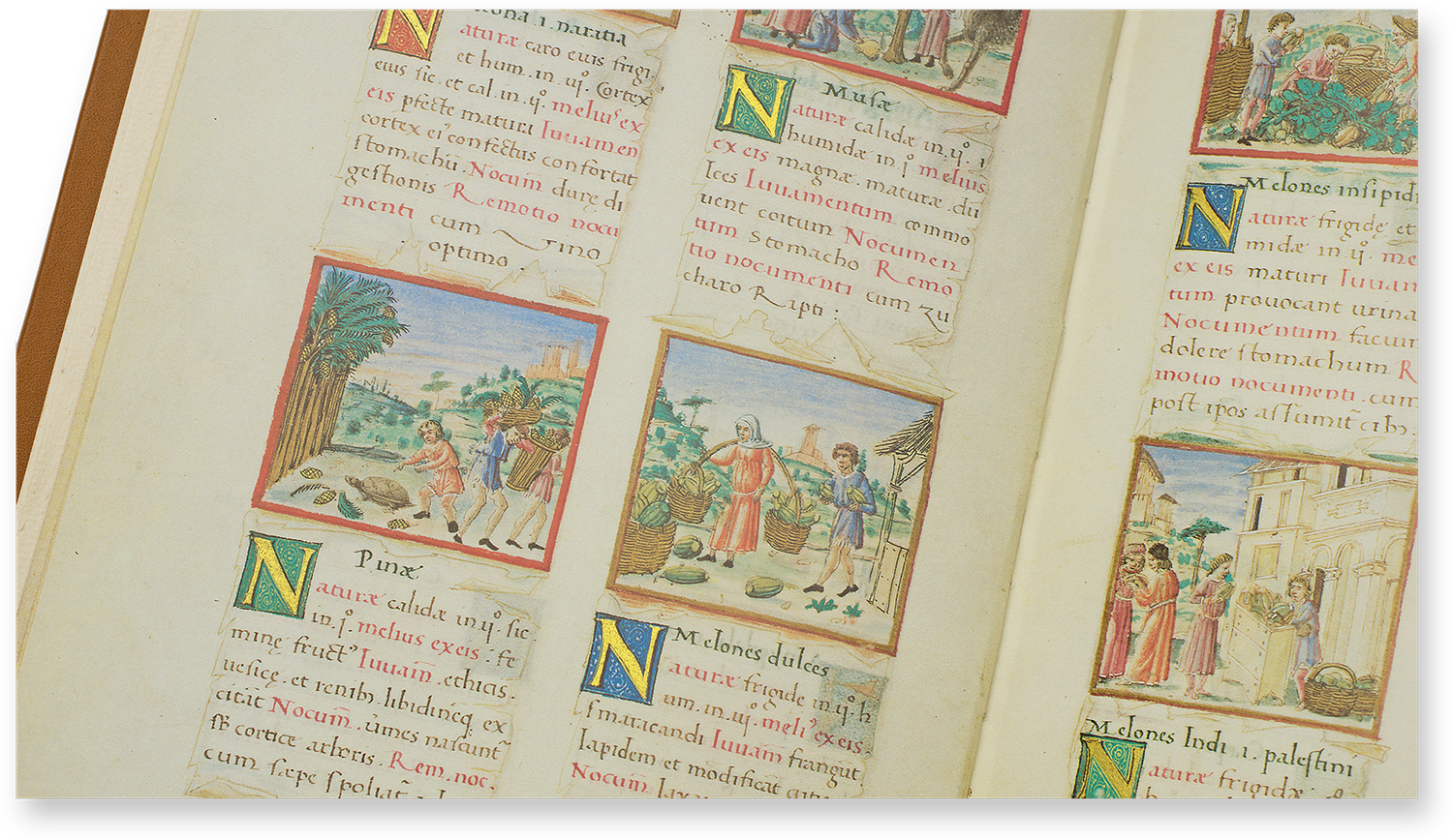 Garden fruits in the Tacuinum Sanitatis - Codex Vienna (pine nuts, bananas, sweet melons, tasteless melons, melons from India and Palestine) Garden fruits in the Tacuinum Sanitatis - Codex Vienna (pine nuts, bananas, sweet melons, tasteless melons, melons from India and Palestine)