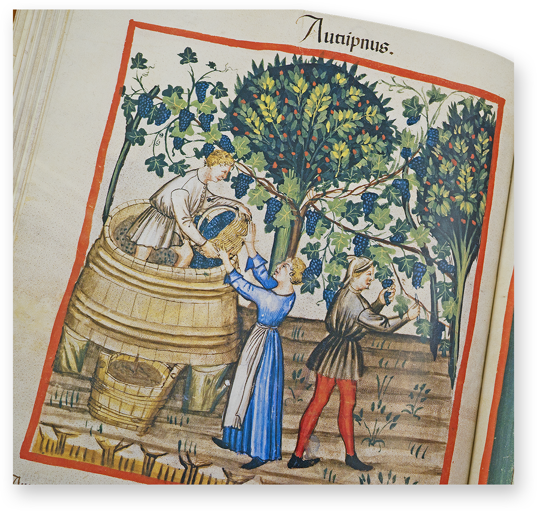 Autumn (autumpnus) in the Tacuinum Sanitatis in Medicina Autumn (autumpnus) in the Tacuinum Sanitatis in Medicina