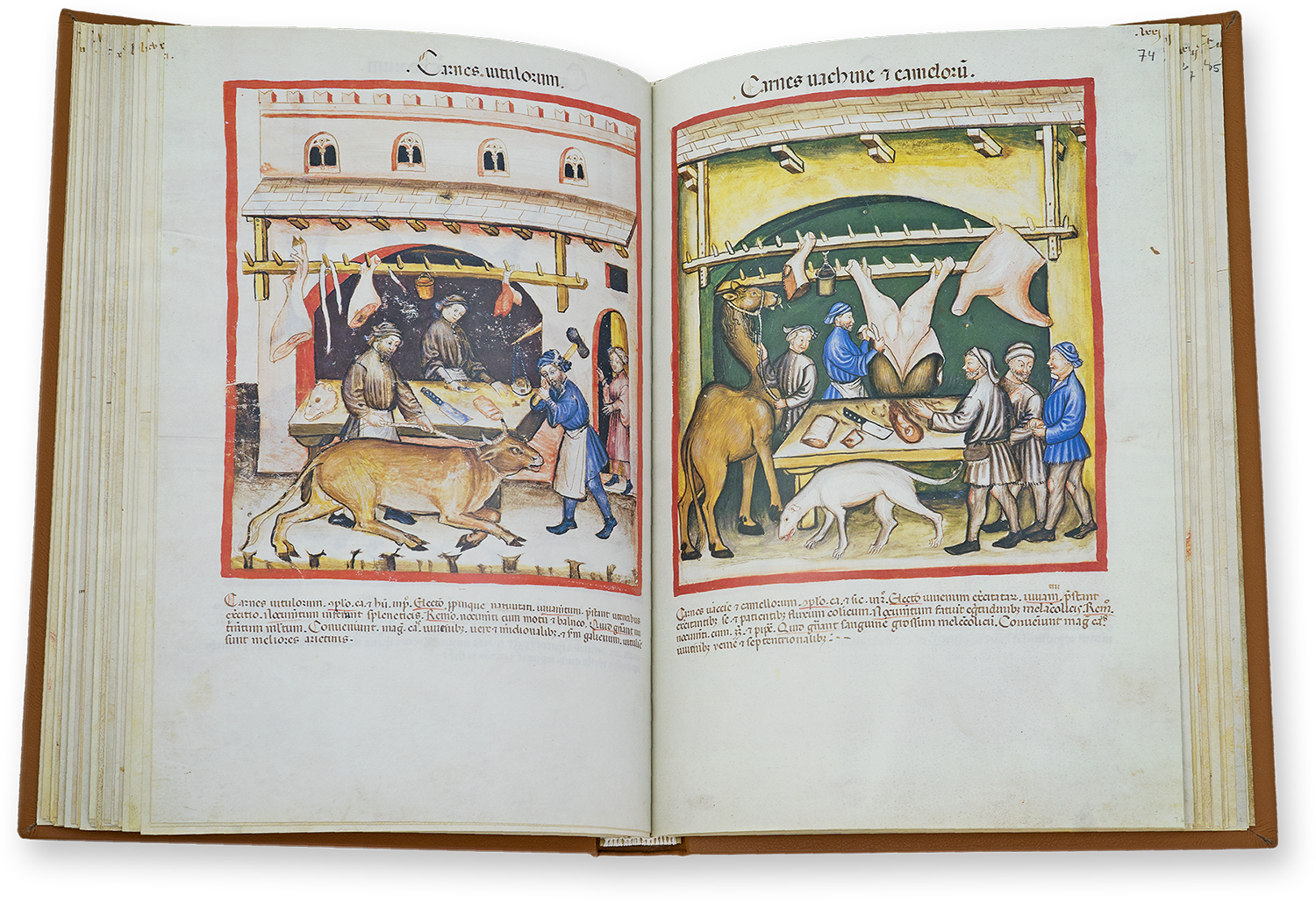 Veal (carnes vitulorum) and meat from cows and camels (carnes vachine et camelorum) in the Tacuinum Sanitatis in Medicina Veal (carnes vitulorum) and meat from cows and camels (carnes vachine et camelorum) in the Tacuinum Sanitatis in Medicina