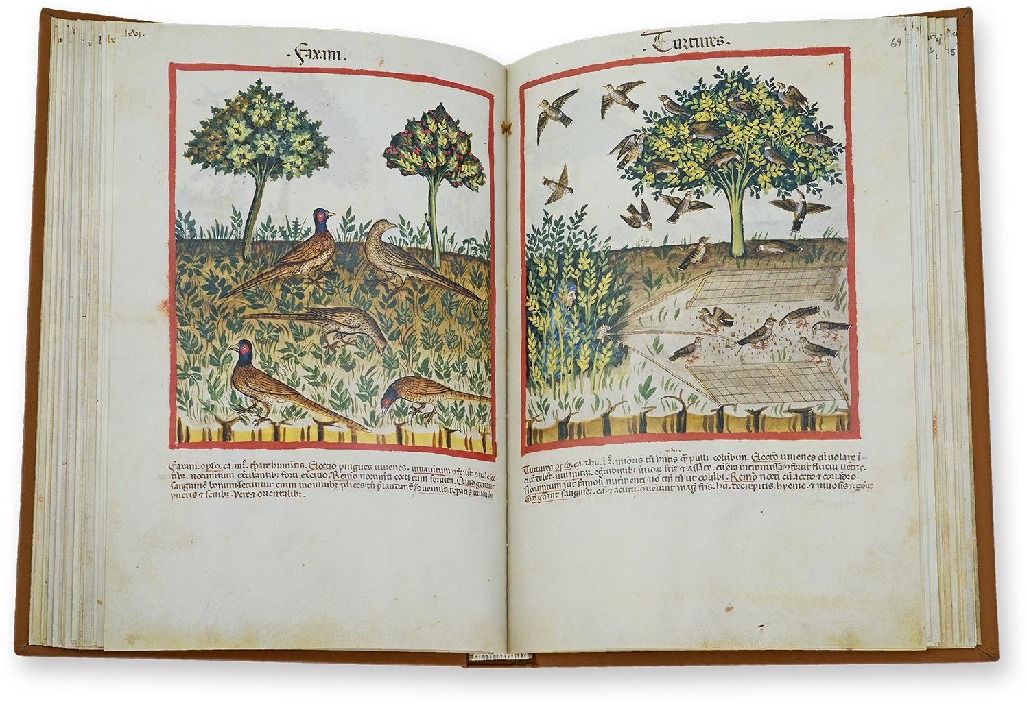 Pheasants (faxani) and turtledoves (turtures) in the Tacuinum Sanitatis in Medicina Pheasants (faxani) and turtledoves (turtures) in the Tacuinum Sanitatis in Medicina