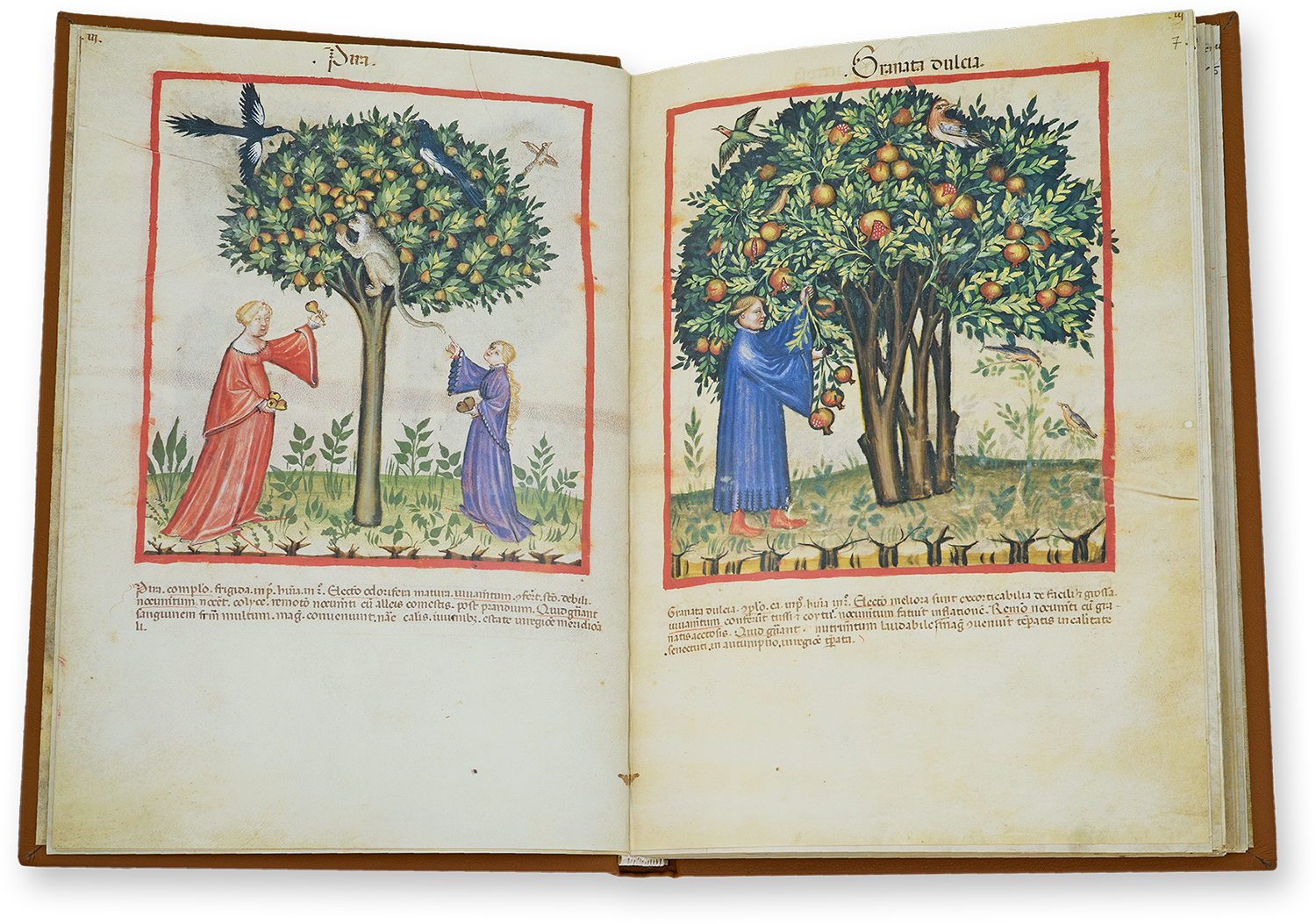 Pears (pira) and sweet pomegranates (granata dulcia) in the Tacuinum Sanitatis in Medicina Pears (pira) and sweet pomegranates (granata dulcia) in the Tacuinum Sanitatis in Medicina