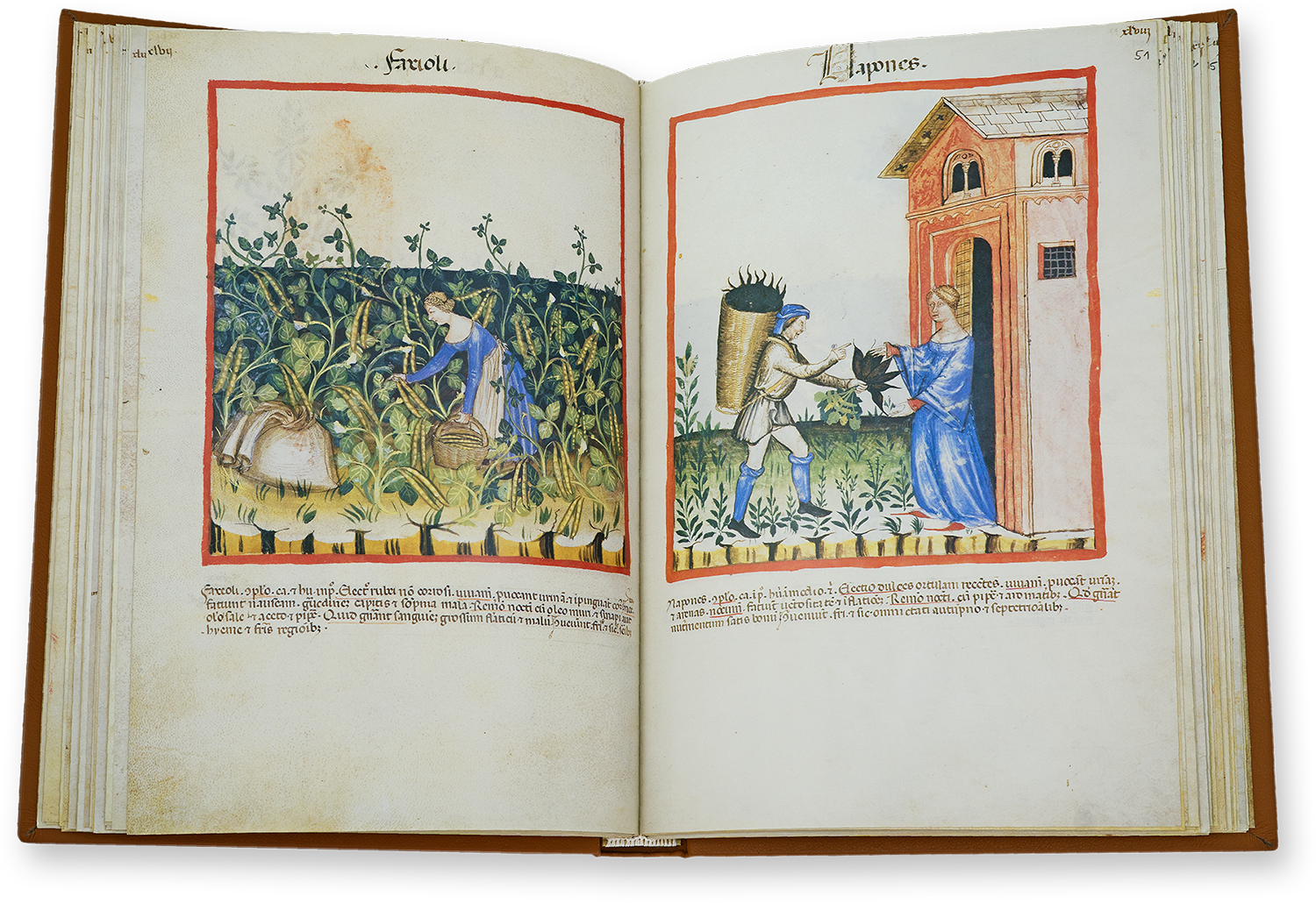 Green beans (faxioli) and rutabagas (napones) in the Tacuinum Sanitatis in Medicina Green beans (faxioli) and rutabagas (napones) in the Tacuinum Sanitatis in Medicina