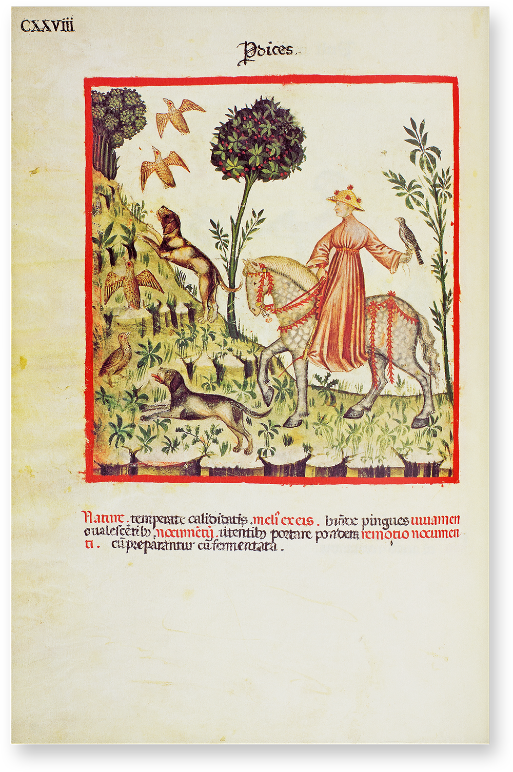 Partridges (perdices) in the Theatrum Sanitatis Partridges (perdices) in the Theatrum Sanitatis