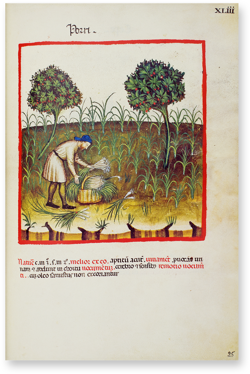 Leek (porri) in the Theatrum Sanitatis Leek (porri) in the Theatrum Sanitatis