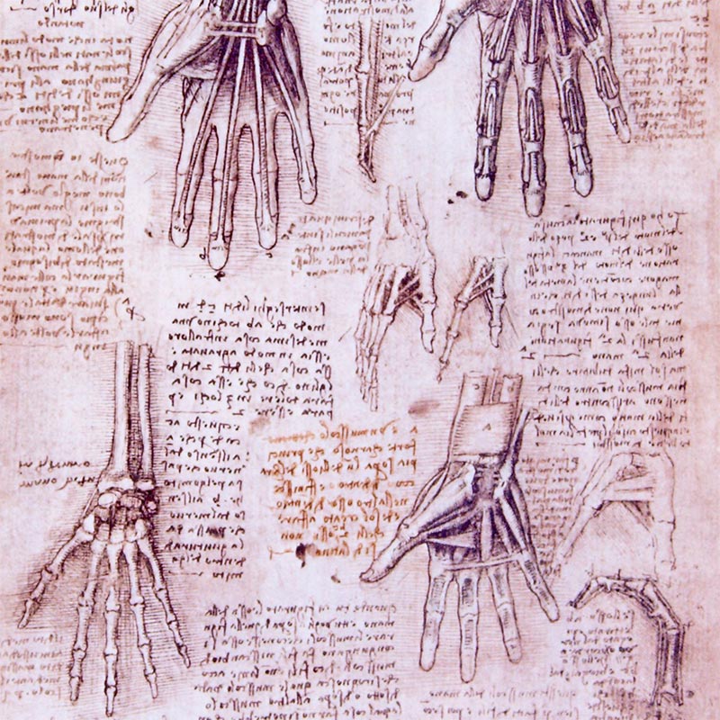 Corpus of the Anatomical Studies Corpus of the Anatomical Studies