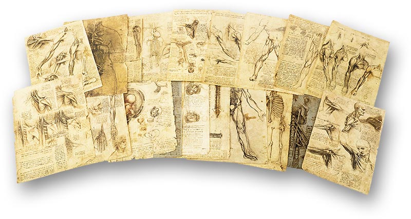Corpus of the Anatomical Studies Corpus of the Anatomical Studies