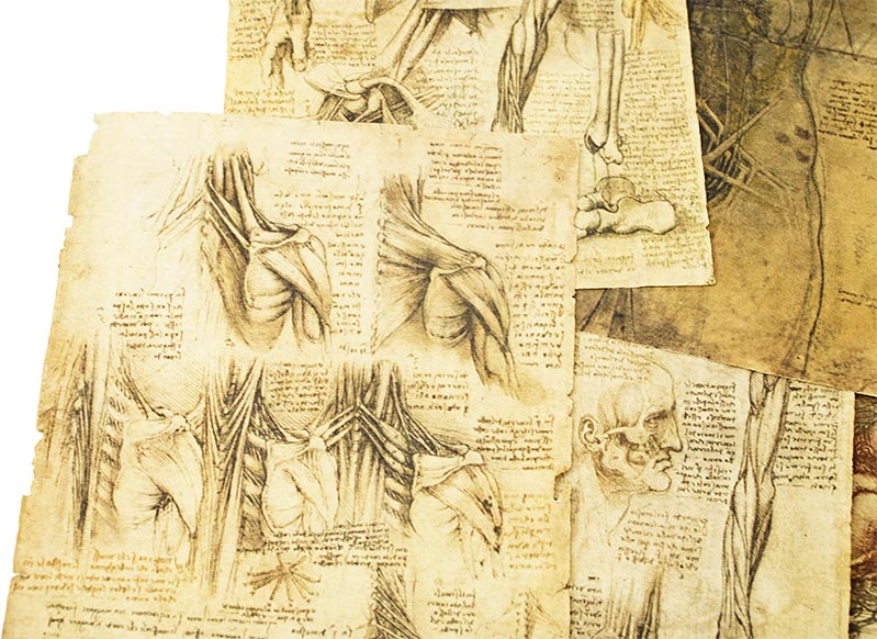 Corpus of the Anatomical Studies (Collection) Corpus of the Anatomical Studies (Collection)